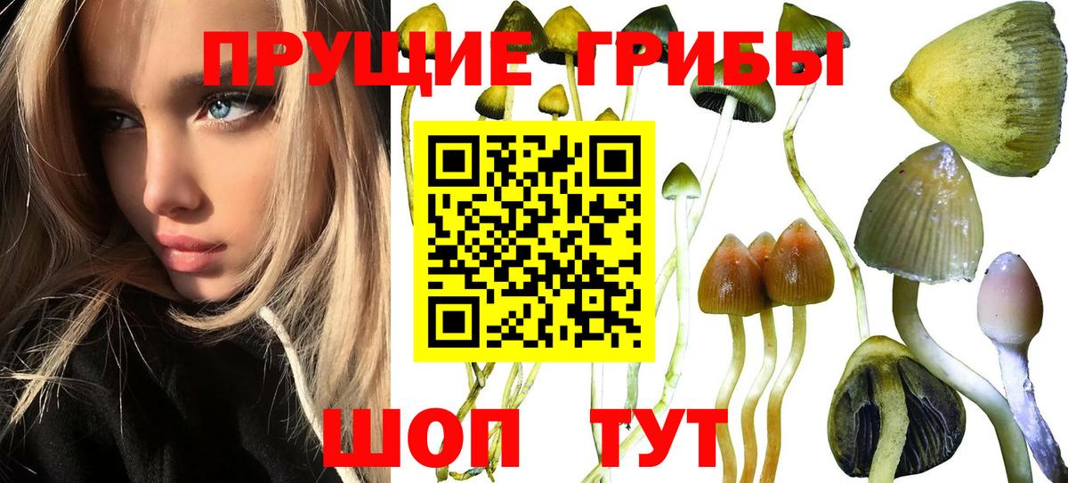Псилоцибиновые грибы Psilocybe Новочеркасск
